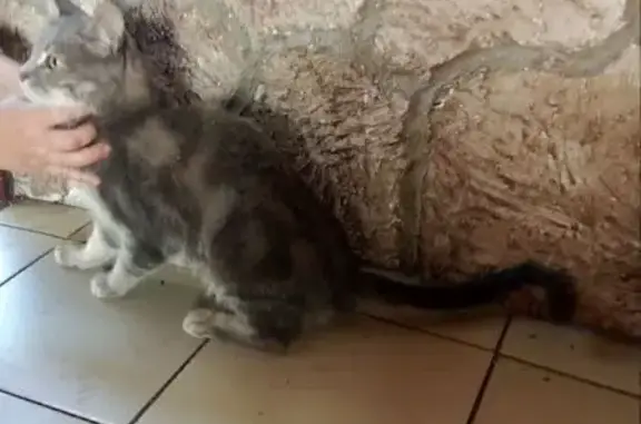 Найдена кошка, Самарская область, фото: Кошка найдена: с/п Черноречье, Самара