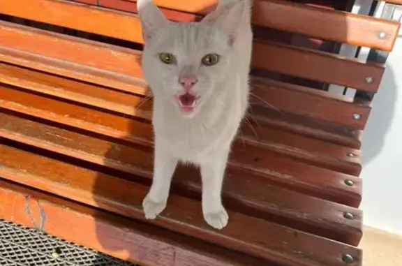 Глухой кот найден: Гилёвская Роща, Тюмень