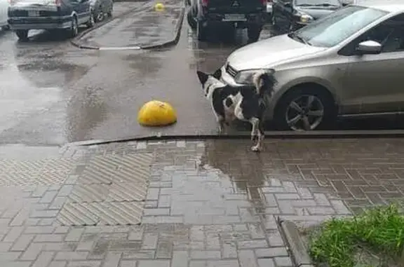 Найдена собака, Красноярск, фото: Собака найдена: Соколовская 9, Красноярск