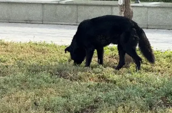 Найдена собака, Набережная 24, Оренбург