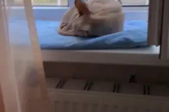 Найдена кошка, , фото: Кошка найдена: ул. Гоголя, 211, Армавир