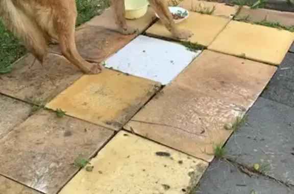 Найдена собака, Вяткинское, фото: Собака найдена в Вяткинском поселении