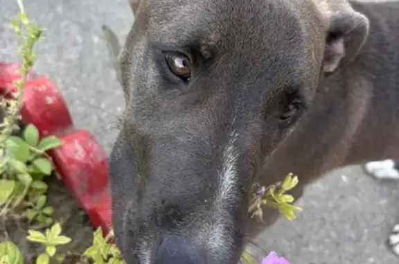 Найдена собака, Темрюк, фото: Собака найдена: ул. Р. Люксембург, 34, Темрюк