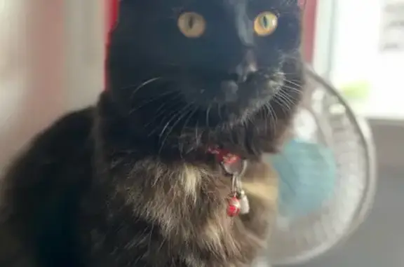 Кошки потеряшки, Ульяновск, фото: Потеряшка кошка, пр. Врача Сурова, 25