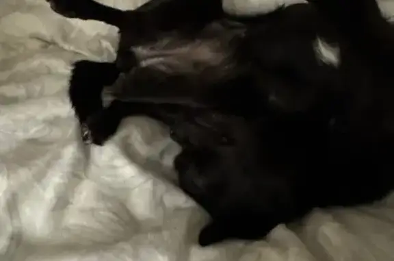 Пропала чихуахуа, ул. Ленина 5, Уссурийск