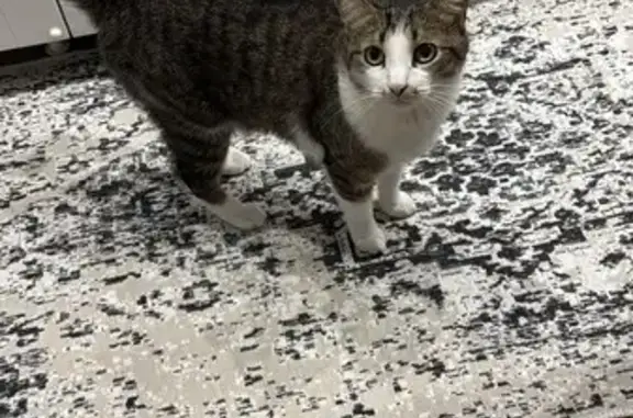 Кошки потеряшки, Федоровка, фото: Потеряшка кошка, Федоровка, Башкортостан