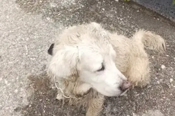 Найдена собака, Томск, фото: Собака найдена: Парковая 28А, Томск