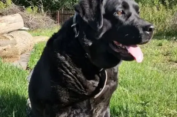 Собаки потеряшки, Чебоксары, фото: Потеряшка собака на Ломоносова, 2 к2