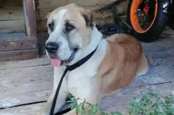 Найдена собака, Старая Русса, фото: Алабай найдена, ул. Красных Командиров, 42