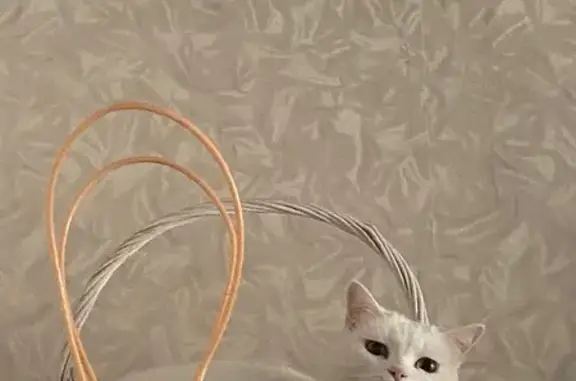 Пропала кошка, Находкинский пр., 76