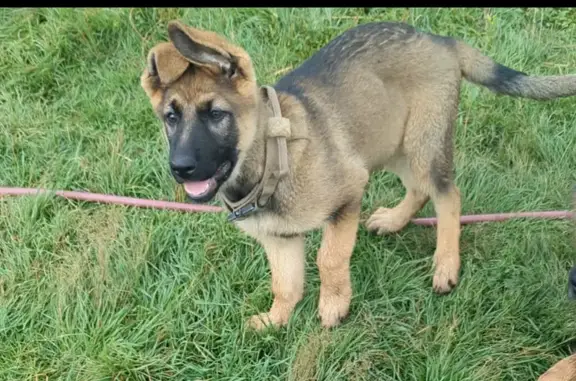 Собаки потеряшки, , фото: Потеряшка овчарка, д. Аксеново, 46К-7161