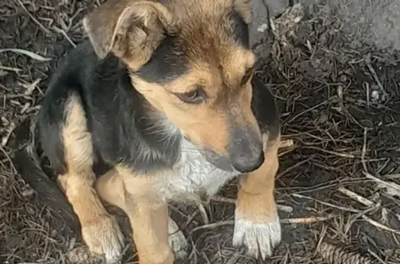 Найдена собака, пр. Шахтёров, 35, Прокопьевск