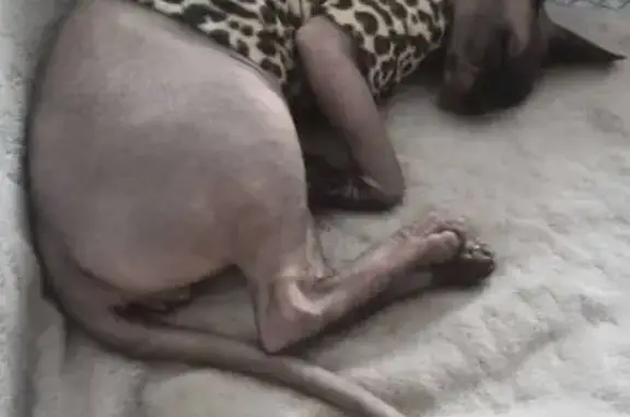 Кошки потеряшки, Муром, фото: Потеряшка кошка на Комсомольской, 50, Муром