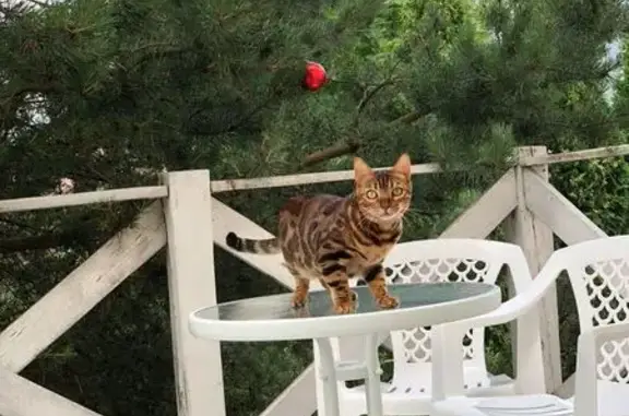 Кошки потеряшки, Тверь, фото: Потеряшка кошка, Тверь, Продольная 31Б