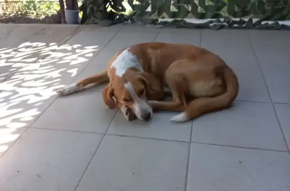 Потеряшка на 1-й Сормовский, 34, Краснодар