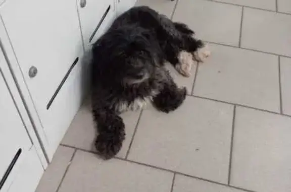 Тибецкий терьер найден: Почтовая 24А, Агроном