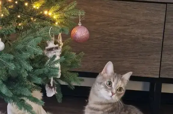 Кошки потеряшки, Ижевск, фото: Потеряшка кошка, ул. Саввы Морозова, 1, Ижевск