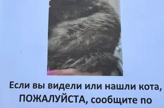 Пропала кошка, Р126, Гулынки