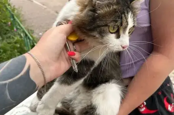 Кошка найдена: 6 мкр, Чита