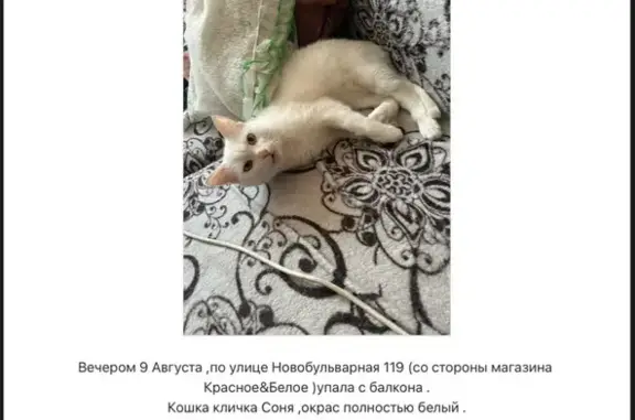 Пропала белая кошка, Новобульварная 119