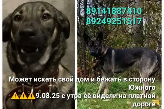 Пропала собака, Антоновская 40, Хабаровск