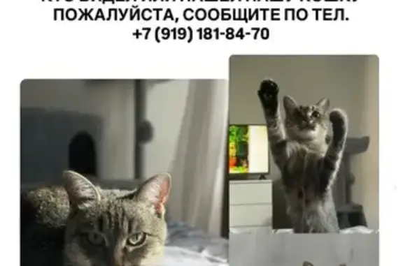 Пропала кошка, переулок Попова 8, Петрозаводск