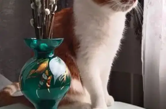 Кошки потеряшки, , фото: Потеряшка кошка, Тополиный, МО