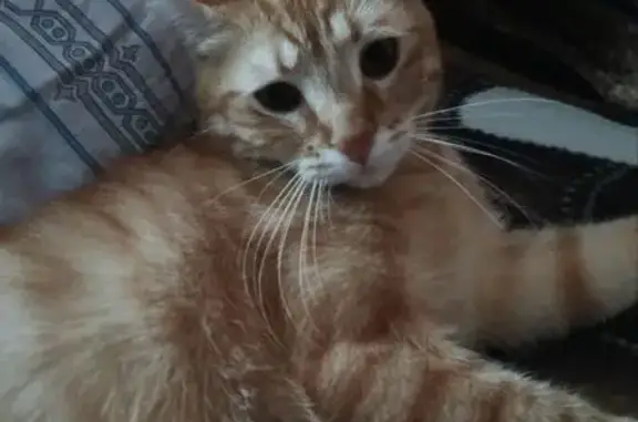 Кошки потеряшки, Белгород, фото: Потеряшка кошка на бульваре Юности, 21/1