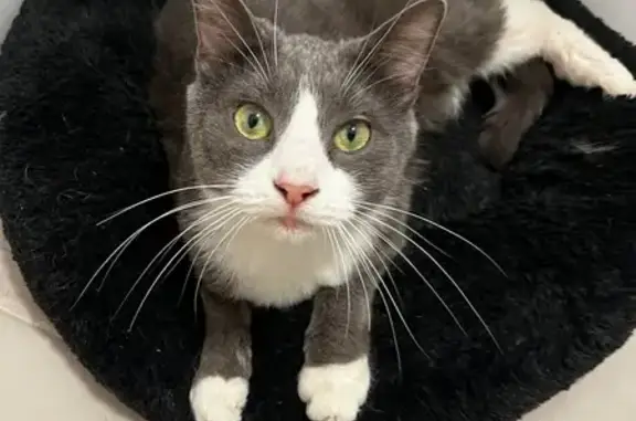 Найдена кошка на Измайловском бульваре