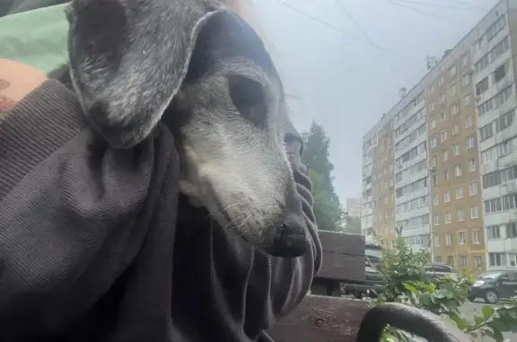 Найдена собака, Кемерово, фото: Собака найдена: Комсомольский пр. 49А, Кемерово