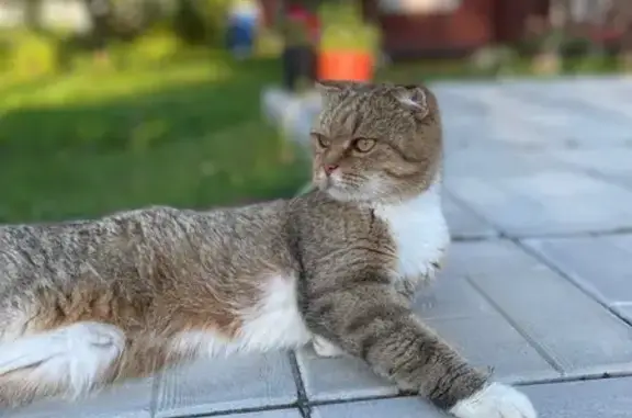Пропала кошка, МО, русый окрас