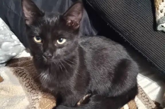 Найдена кошка, Ярославль, фото: Кошка найдена: 2-я Мельничная, 3, Ярославль