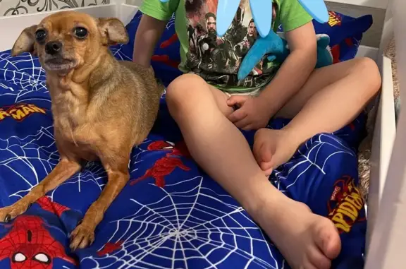 Потерянные животные Краснотурьинск, фото: Пропала собака, ул. Рюмина 17, Краснотурьинск