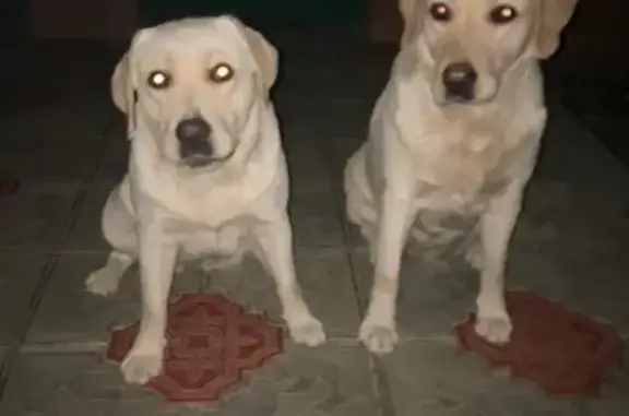 Пропали 2 лабрадора, Ханатинская 26, Элиста