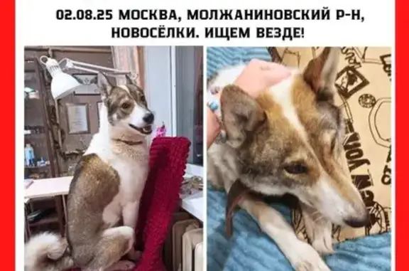 Собаки потеряшки, Новоподрезково (Москва и Московская обл.), фото: Потеряшка собака: Лужская ул., 34, Новоподрезково