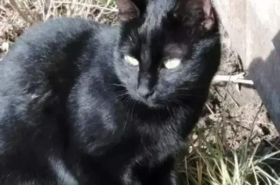 Пропала кошка, ул. Фурманова, Керчь