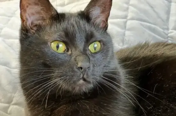 Кошки потеряшки, Московская область, фото: Потеряшка черная кошка, Рябиновая аллея