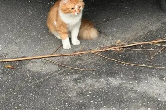 Кот найден на Добролюбова 3, Вологда