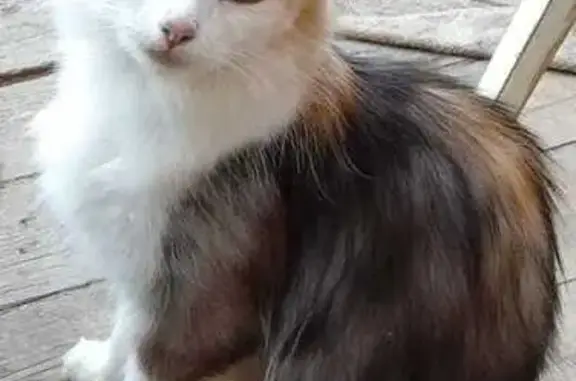 Найдена кошка, Чехов, фото: Кошка найдена, Дуговая 9А, Чехов