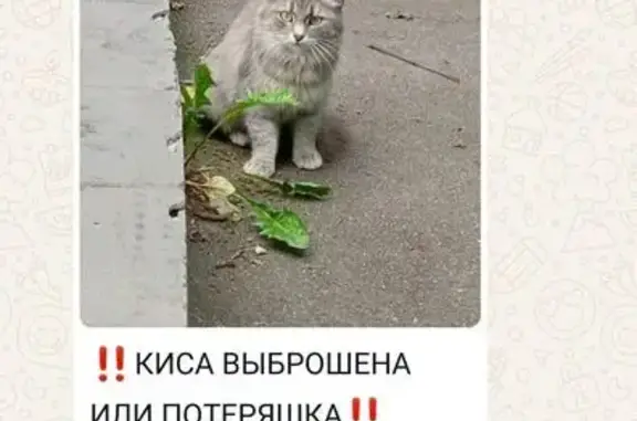 Красивая кошка найдена, Краснобогатырская