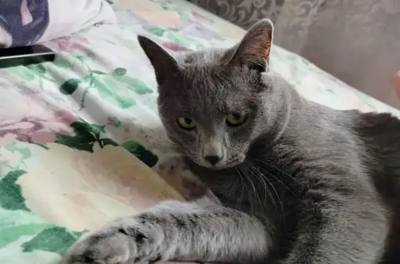 Кошки потеряшки, Иркутск, фото: Потеряшка кошка, Саянский пер., 5Г, Иркутск