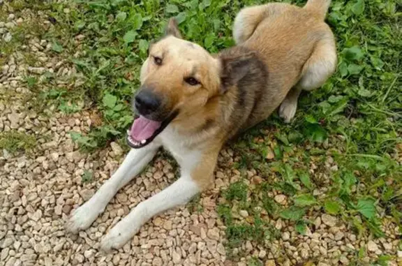 Светлая собака найдена, Степная ул., Н. Усмань