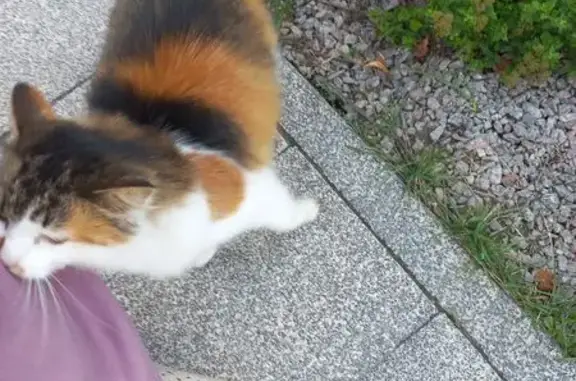 Трёхцветная кошка найдена: Моск. ш., 23