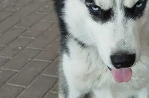 Собака найдена: Старо-Московская ул, 4