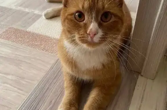 Кошка найдена: Гостиный пер., 5/1, Киров