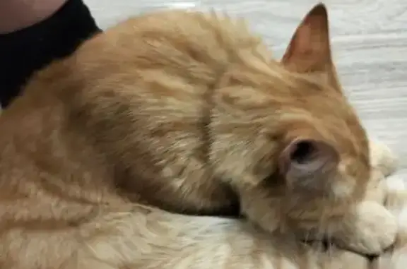 Найденные животные Бердск, фото: Кошка найдена: Рыжий кот, Бердск, 20