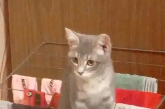 Найдена кошка, Сатка, фото: Кошка найдена, ул. 50 лет ВЛКСМ, 9, Сатка