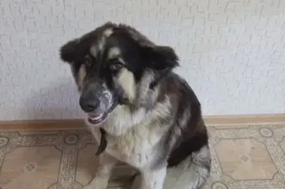 Найдена собака, Санкт-Петербург, фото: Найдена собака, пр. Наставников, 35, СПб