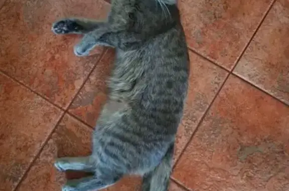 Кошки потеряшки, Королёв, фото: Потеряшка кошка на Пионерской 7/1, Королёв