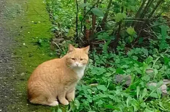 Кошка найдена: ул. Туманова 14, Ярославль